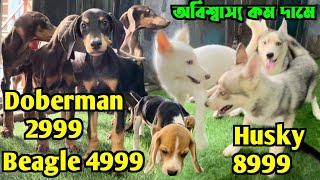 মাত্র 2999 টাকায় Doberman Puppy Best Dog Kennel Kolkata Dog Market in Kolkata Price [upl. by Ahsena]