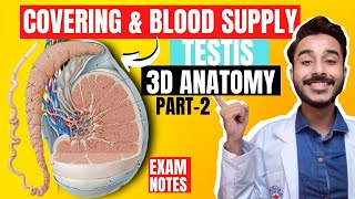 covering of testis anatomy 3d  blood supply of testis anatomy  nerve supply of testis anatomy [upl. by Nailil]