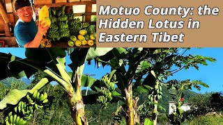 Motuo County the Hidden Lotus in Eastern Tibet with the Himalaya the Yarlung Tsangpo and Bananas [upl. by Nylitsirk]