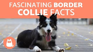 10 Fascinating Facts About the Border Collie [upl. by Yks]