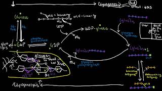 BIOCHEM 41  Glycogen Metabolism Glycogenesis Glycogenolysis [upl. by Essinger908]