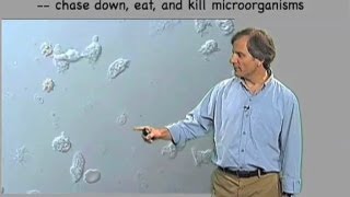 Macrophage video  Ira Mellman Genentech [upl. by Bolton]