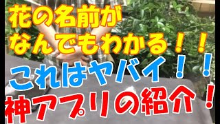 お花🌸や植物🌳の名前を教えてくれる「おすすめアプリ」💻の紹介です。その名は【Green Snap】！！ [upl. by Dahs]