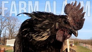 Selective Breeding Ayam Cemani for BEST Hatching Eggs [upl. by Maddocks320]