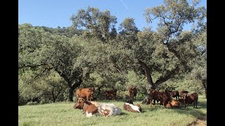 DEHESA  A Spanish Agroforestry Farming System [upl. by Swainson]