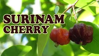 Growing Surinam Cherry  Brazilian Cherry Exotic Fruit [upl. by Bilek]