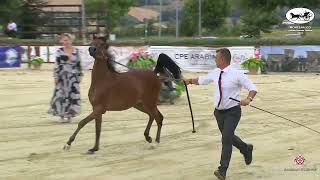 Montefalco 2021  Yearling Fillies Championship mp4 [upl. by Biel661]