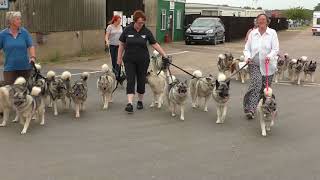 Elkhounds evening walk East of England Showground 2017 [upl. by Alleris560]