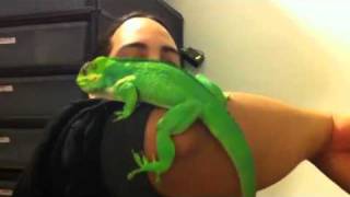 Very big Cuban knight anole Rex [upl. by Iaria]