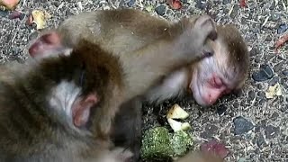 Bad condition baby monkey mom tries to help it with water [upl. by Anoet]