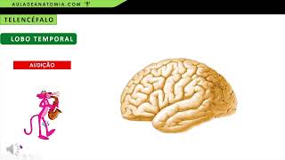 ANATOMIA DO TELENCÉFALO  LOBO TEMPORAL E INSULAR fisioterapia medicina neuroanatomia anato [upl. by Hynes]