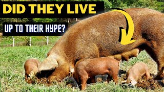 Red Wattle Pigs—The Perfect Homesteading Hog [upl. by Aztiray563]