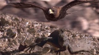 Hawk Hunts Iguanas for Her Young  BBC Earth [upl. by Annahaj]