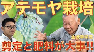 【金城流】アテモヤ栽培！剪定はしたから50cmくらいで全部切れ！ [upl. by Otho690]