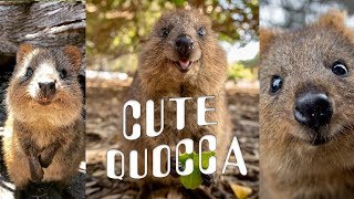 CUTE amp HAPPY Quokka Compilation [upl. by Jd]