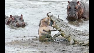 Ataques de crocodilos a animais [upl. by Hizar709]