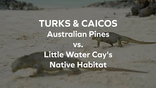 Uninvited Guest Australian Pines vs Little Water Cays Native Habitat  Turks amp Caicos Islands [upl. by Nylissej]