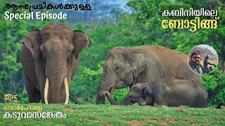 Kabini Boat Safari  JLR Package Ep 2  Elephant Special Story [upl. by Mcclimans]