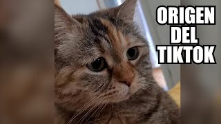 Gato Triste  Origen Del TikTok [upl. by Anisirhc]