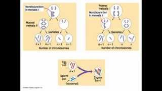 Chromosomal abnormalities [upl. by Atteynad]