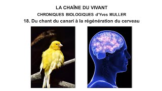 18 Du chant du canari à la régénération du cerveau [upl. by Flanigan688]