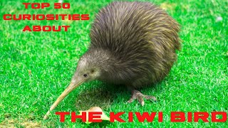 Top 50 Curiosities about the Kiwi Bird [upl. by Arimihc]