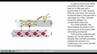 Transcription Animation  Prokaryotic transcription [upl. by Amron]