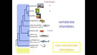 The Evolution of Hox Genes [upl. by Lyudmila901]