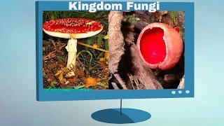 Kingdom Fungi Characteristics [upl. by Shaver]