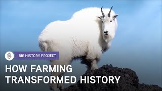 Why Was Farming So Important  Big History Project [upl. by Akirdnuhs]