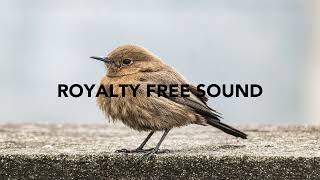 Bird chirping Sound Effects  Royalty Free Sounds [upl. by Notyrb320]