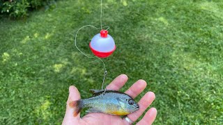 Using LIVE Bluegill Under a Bobber to Catch BASS Effective [upl. by Eidnak]