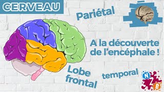 Cerveau ou encéphale  Lintérieur du crâne expliqué simplement  Les lobes cérébraux  Cerveau3 [upl. by Ynaffit717]