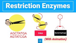 Restriction Enzymes with animation [upl. by Bernstein]