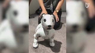 WATCH Sony unveils rebooted robot dog Aibo who barks whimpers and responds to commands [upl. by Assilav]