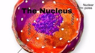 Cell parts and functionNucleusNucleur membranenucleolusnuclear pores [upl. by Gottlieb]