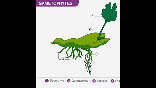 What is Gametophyte [upl. by Aleacim]