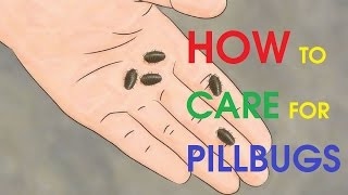 How to Care for Pillbugs [upl. by Alahcim]