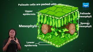 Adaptation of the leaf for photosynthesis  uLesson [upl. by Targett199]