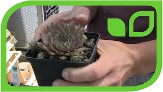 Wie vermehre ich Dachwurz Sempervivum [upl. by Britton]