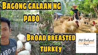 Gumawa tayo ng ranging area ng broad breasted white turkey  Pabo farm  JMV Backyard Farm [upl. by Nevai948]