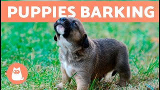 The Best PUPPIES BARKING COMPILATION 🐶 🔊 Cute and Adorable Puppy Barks [upl. by Neuberger]