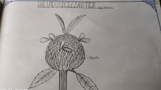 Drawing VERTICILLASTERLEUCAS TheLefthandedArtist verticillaster leucas botany record [upl. by Fry]