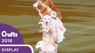 Southern Golden Retriever Display Team  Crufts 2018 [upl. by Schoenburg]