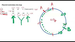 Mapping restriction sites on Plasmid DNA  tutorial 1 [upl. by Maillliw801]