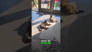 Alle Katten Op Een Rijtje in de Zon 😻☀️ [upl. by Nelag242]