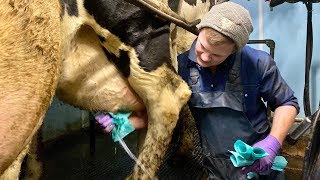 WE ARE DOING IT  MILKING COWS [upl. by Varick]