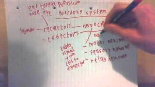 003 The Nervous System AQA Core Science GCSE Biology Drredfrizzlevideos  series 5 [upl. by Hopfinger]