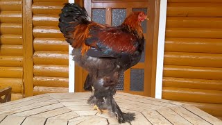 Giant Brahma Rooster Young Chicken  5 Months Old  Video 4K [upl. by Maxia529]