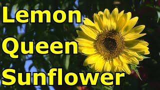 Lemon Queen Sunflower [upl. by Nycila]